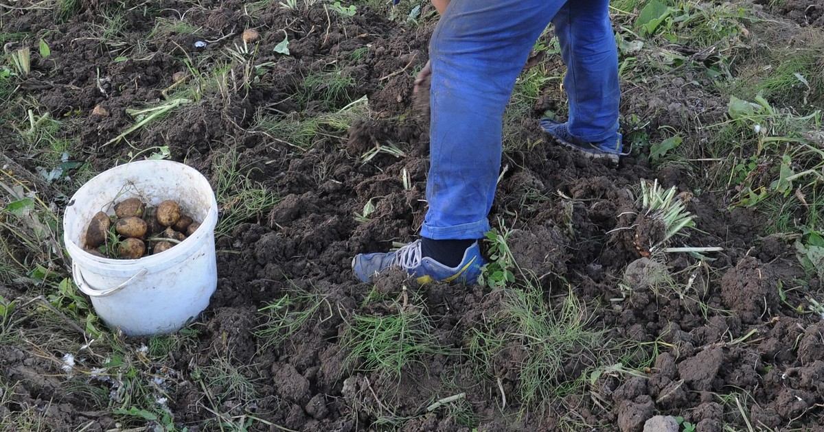 Rolnik sprzedaje worek ziemniaków. "Bez robala i parcha". Cena zdumiewa