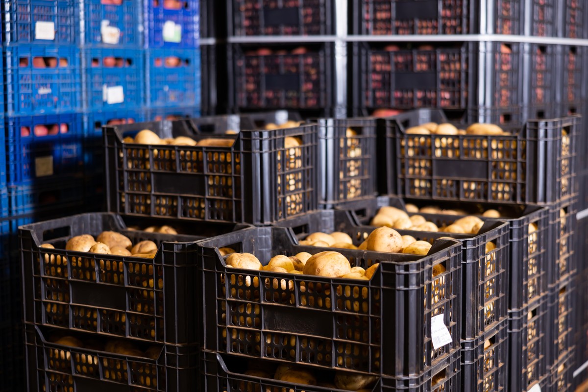 Tony warzyw zalegają w magazynach w Polsce. Rolnicy w panice przed nowym sezonem