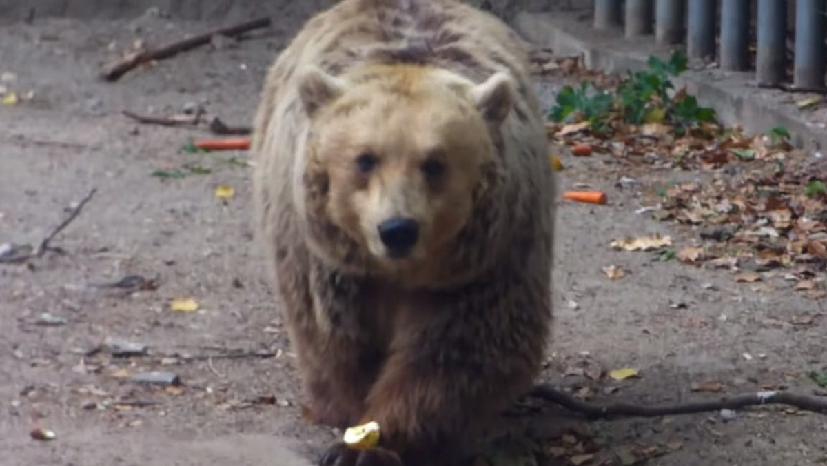 Aleksander Medveš, odwiedzając budapesztańskie zoo, uchwycił na wideo niezwykłą akcję ratunkową.