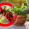 Mnoge biljke poput bosiljka, ruzmarina, lavande i nane služe kao prirodna zaštita od komaraca