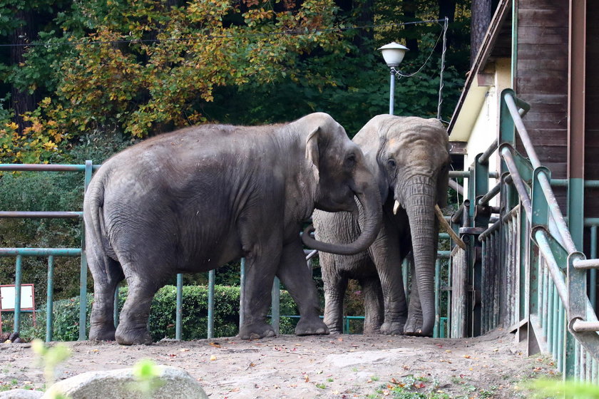 Zoo w Gdańsku Oliwie 