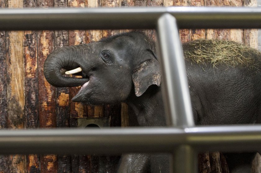 Przywitanie słoni w chorzowskim zoo