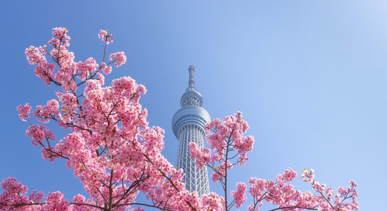 Tokyo Sky Tree Tower is surrounded by blooming cherry blossoms.SOPA Images/Getty Images