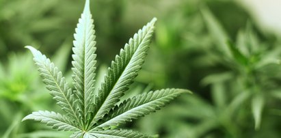 Marihuana będzie legalna? Trybunał Konstytucyjny wyda wyrok