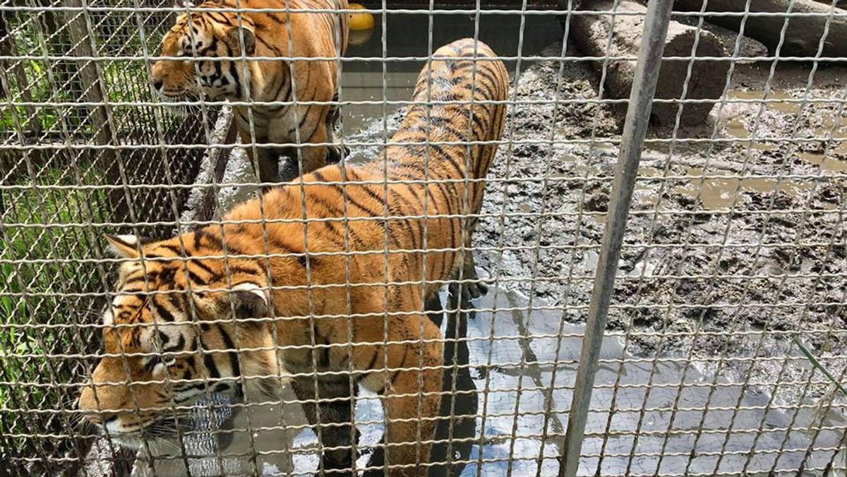 Tygrysy, karakale i stado małp, które pozostały w zlikwidowanej przez policję hodowli zwierząt pod Śremem niemal "toną w klatkach" – mówi dyrektor zoo w Poznaniu Ewa Zgrabczyńska i apeluje o pomoc. Po intensywnych deszczach w zagrodach jest pełno wody, co zagraża zdrowiu zwierząt.