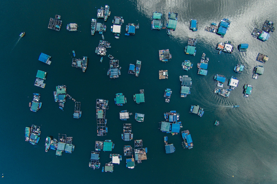 Tratwy rybackie w Tai Po