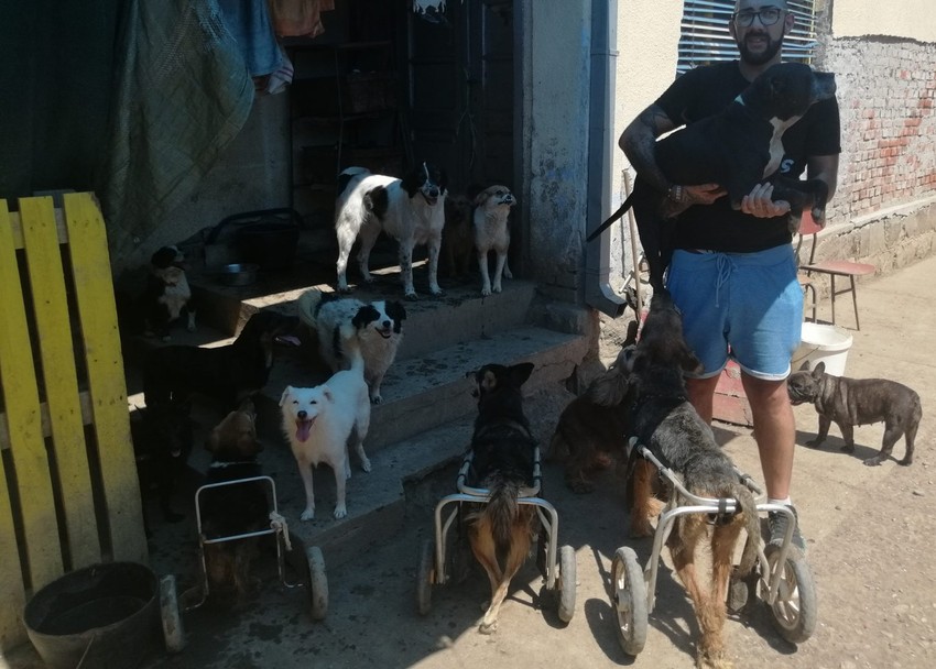 Jovica i njegovi psi