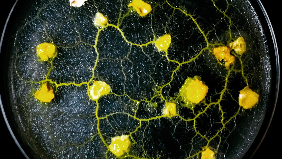 Śluzowiec physarum polycephalum