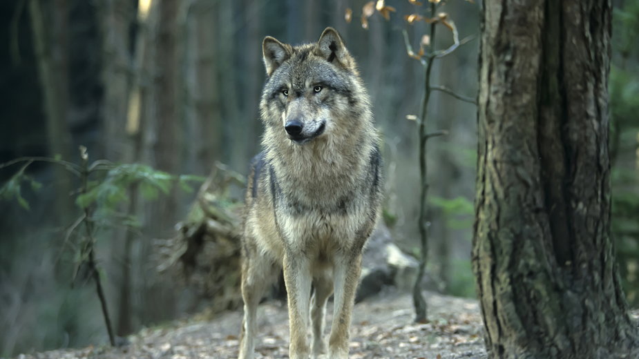 Wilki raczej unikają spotkania z ludźmi - Reise-und Naturfoto/stock.adobe.com