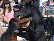 SPAIN-FESTIVAL-HORSES-SHEARING-BEASTS