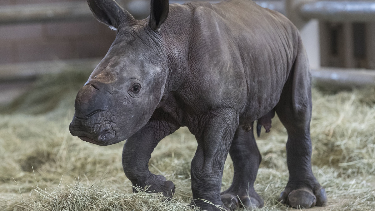 W amerykańskim zoo urodził się pierwszy nosorożec biały