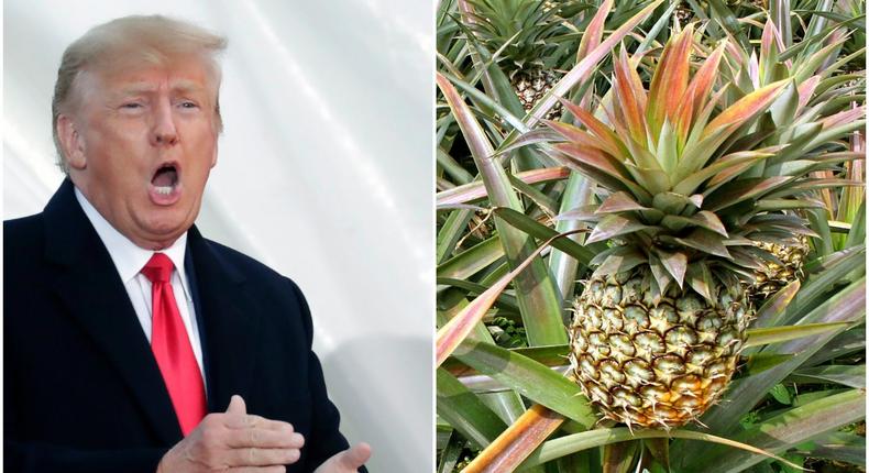 Former President Donald Trump speaks at a rally in Wellington, Ohio on June 26, 2021. Right, a pineapple.