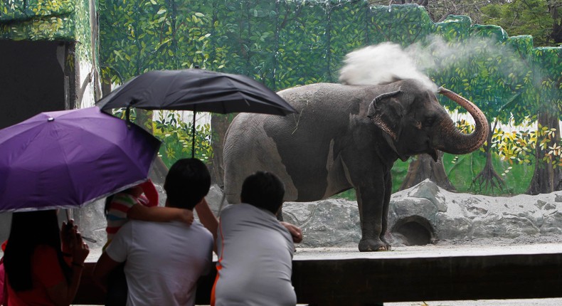 Visitors watch the elephant named Mali inside an enclosure at Manila zoo in 2013.REUTERS