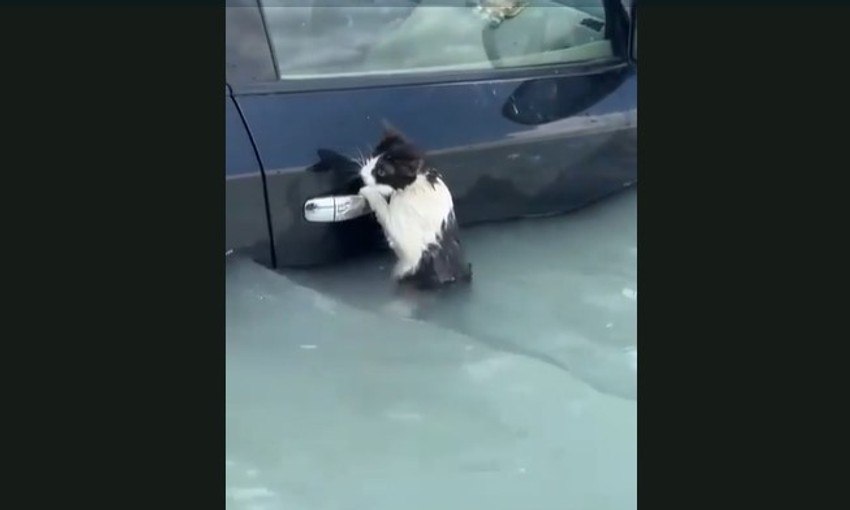 Mačka se drži za vrata automobila u Dubaiju