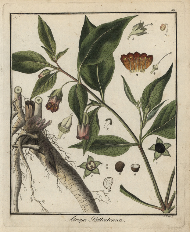 Atropa belladonna L.