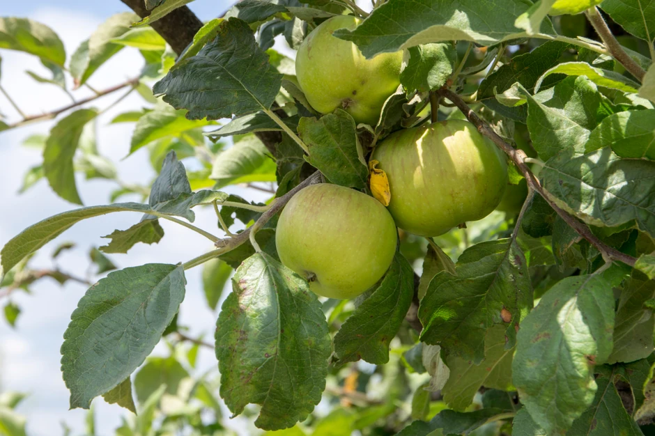 Svaka šesta jabuka koja ostane u Srbiji preradi se u "Nektar" proizvodnim kapacitetima. Ova kompanija ima kapacitete za preradu 120.000 tona voća godišnje