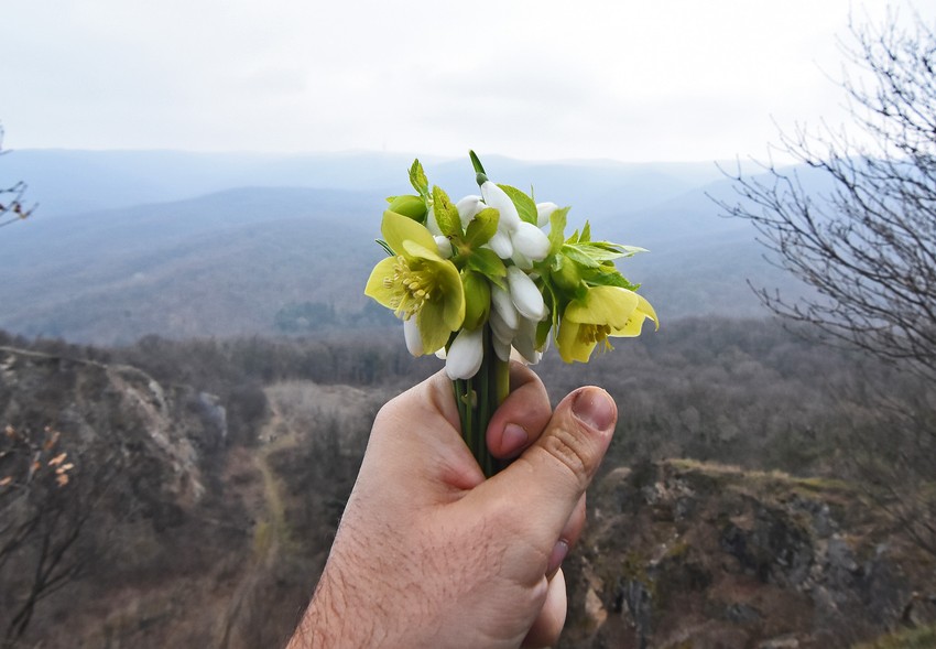 Visibaba ima dovoljno za bukete