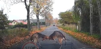 Nigdy czegoś takiego jeszcze nie widzieliście. Zaaferowane walką daniele na środku drogi! [WIDEO]