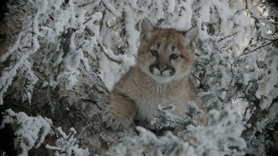 'Dzika Ameryka'. Zdjęcia z nowego serialu Discovery Channel