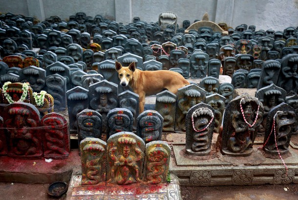 A stray dog stands amidst consecrated idols of snakes during the Hindu festival of Nag Panchami, whi