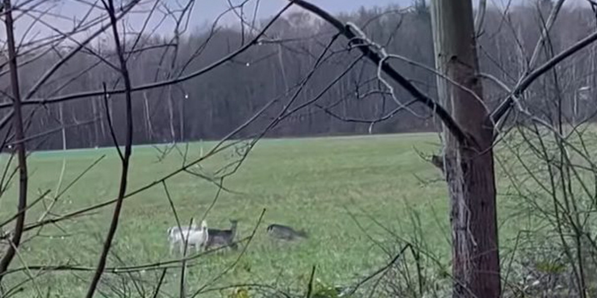 Słupsk. Białe jelenie wprawiły w zachwyt internautów. Film obiegł sieć.