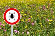 tick sign in flower meadow