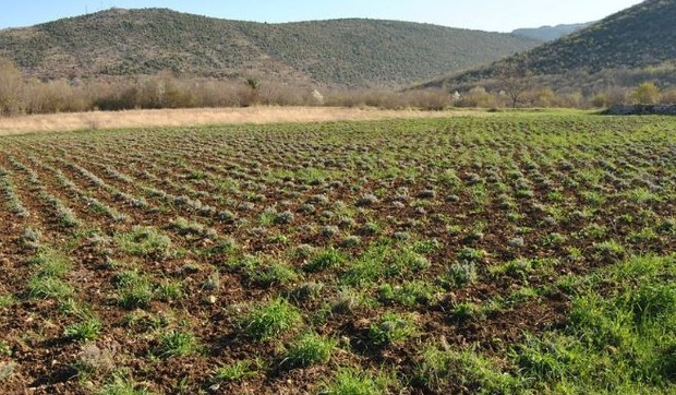 Smilje Hercegovina