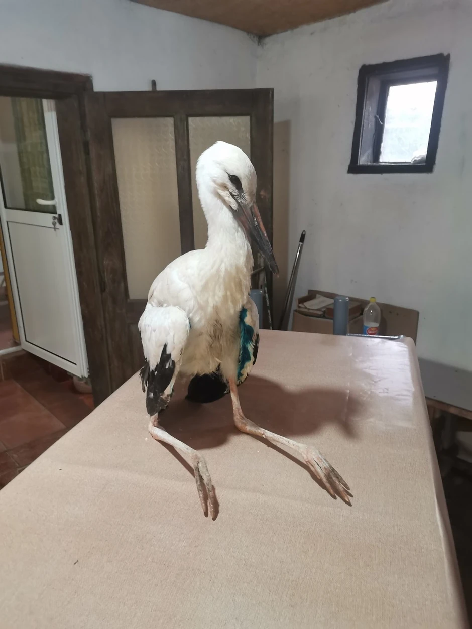 Učenici dali mladuncu rode ime Sava