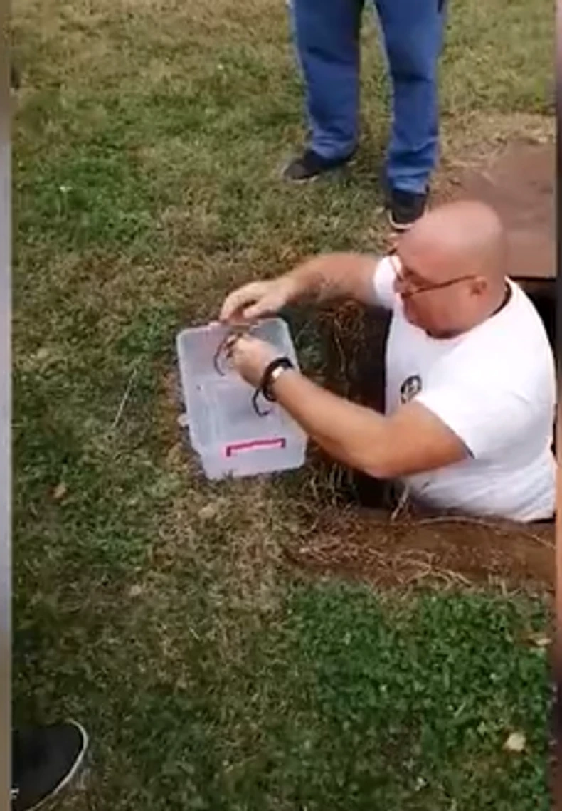 Krotitelj zmija iz Vladičinog Hana