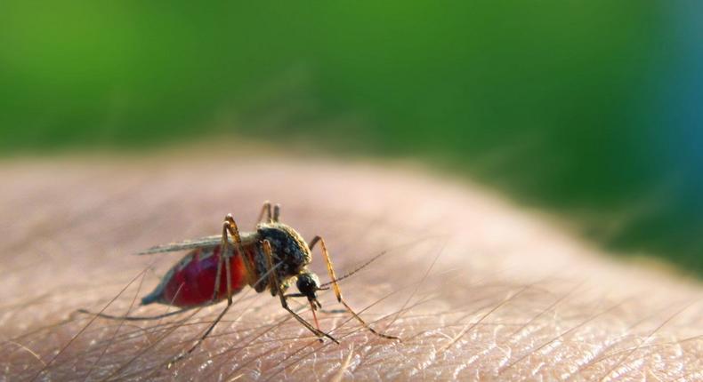 Malaria caused by an infected female anopheles mosquito is life threatening