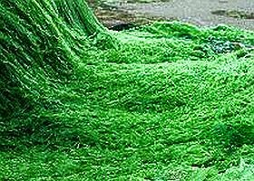 spirulina-alga-d0000110Ada70d36b0cac