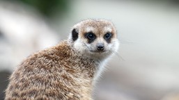 nietypowa akcja zoo w łodzi. karaczan o imieniu twojego "exa" trafi na stół surykatek