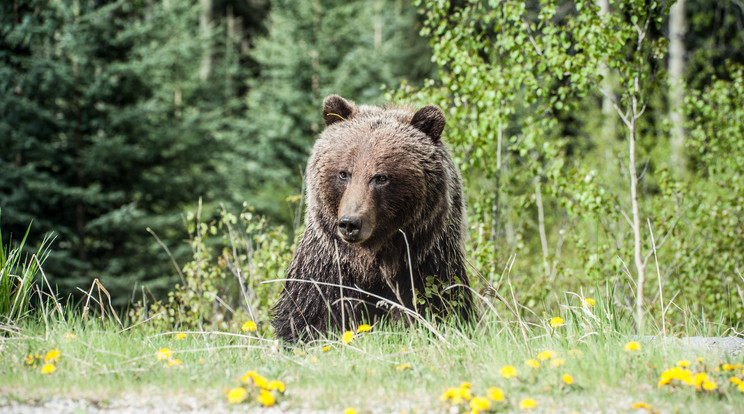 Felsővisnyónál egy lőtt sebbel járkáló medve tartja most rettegésben a helyieket/Illusztráció: Pexels