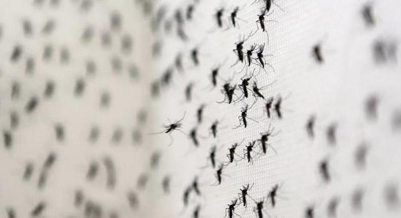 Olympics-New Zealand athletes given warnings on Zika