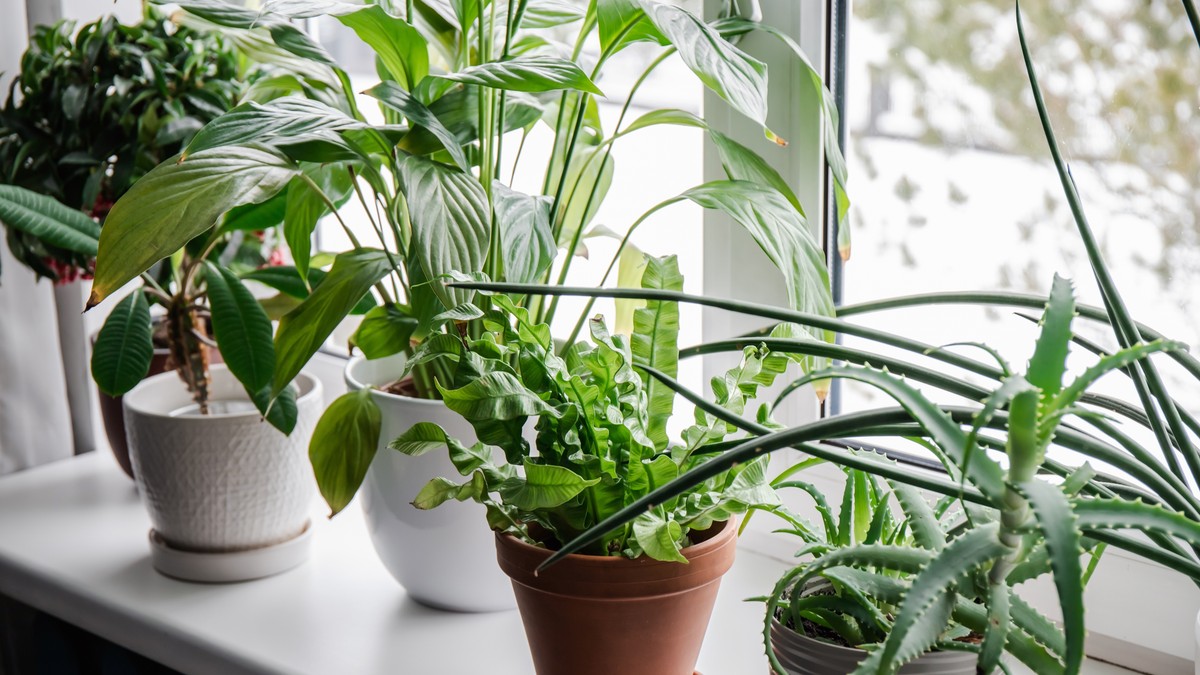 Plesan u saksiji za cveće: Jednostavan način da zaustavite gljivice u nekoliko koraka