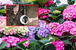 Hortensja - uprawa i pielęgnacja. Zastosuj ten składnik, a hortensja będzie kwitła długi i obficie