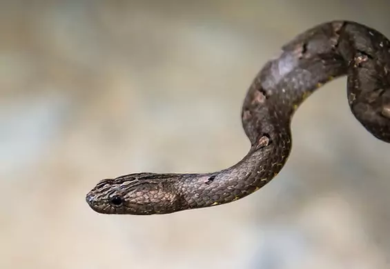 Internauci w szoku: 17-miesięczny chłopiec zagryzł jadowitego węża na śmierć