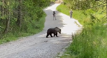 Stanęli oko w oko z niedźwiedziem na szlaku w Tatrach. Co zrobili?