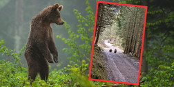 Rodzinka niedźwiedzi na szlaku w Tatrach. Turyści powinni uważać