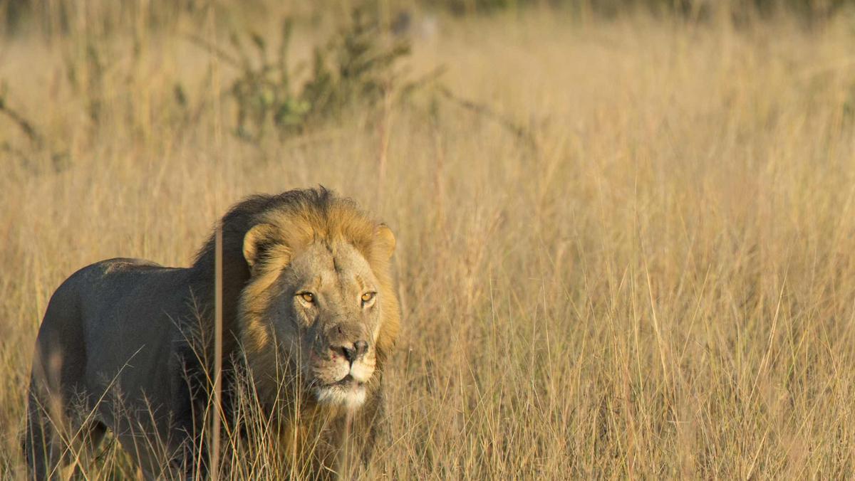 EXCLUSIVE: Two years after Cecil the Lion was killed in a national park in Zimbabwe, sparking intern