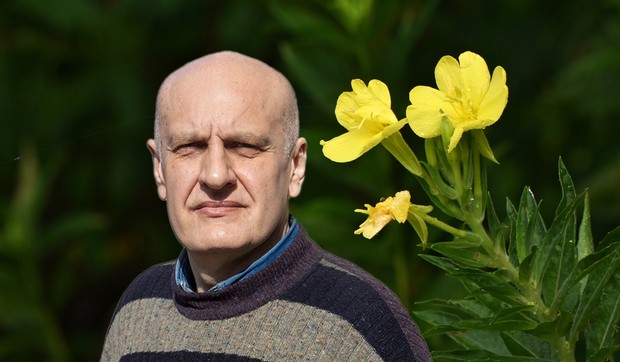 Žuti noćurak je biljka sa značajnim lekovitim svojstvima
