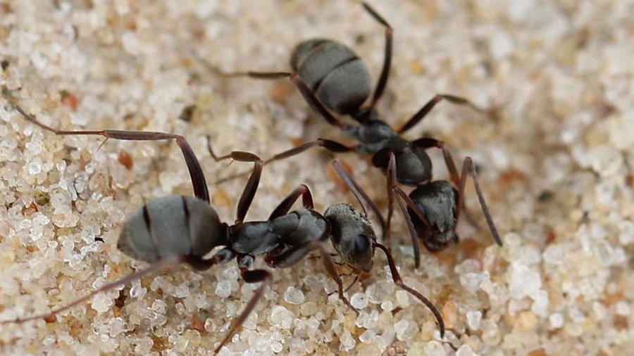 Mrówki są w stanie wykryć nowotwór, fot. AfroBrazilian, CC BY-SA 4.0, via Wikimedia Commons