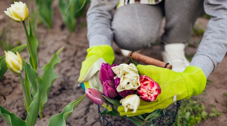 Meg kell tenni ősszel a tulipánhagymákkal! Fotó: Shutterstock