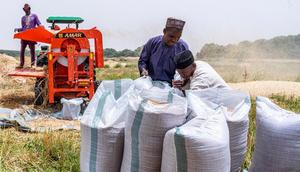 Wheat farmers in Kaduna commend FG’s 50% subsidy on inputs. [Guardian]