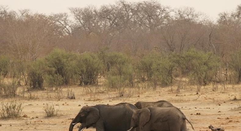 A herd of elephants walk at a watering hole in Hwange National Park in Zimbabwe, September 29, 2015. 