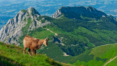 Koniec akcji liczenia kozic w Tatrach. Wynik mniejszy niż rok temu