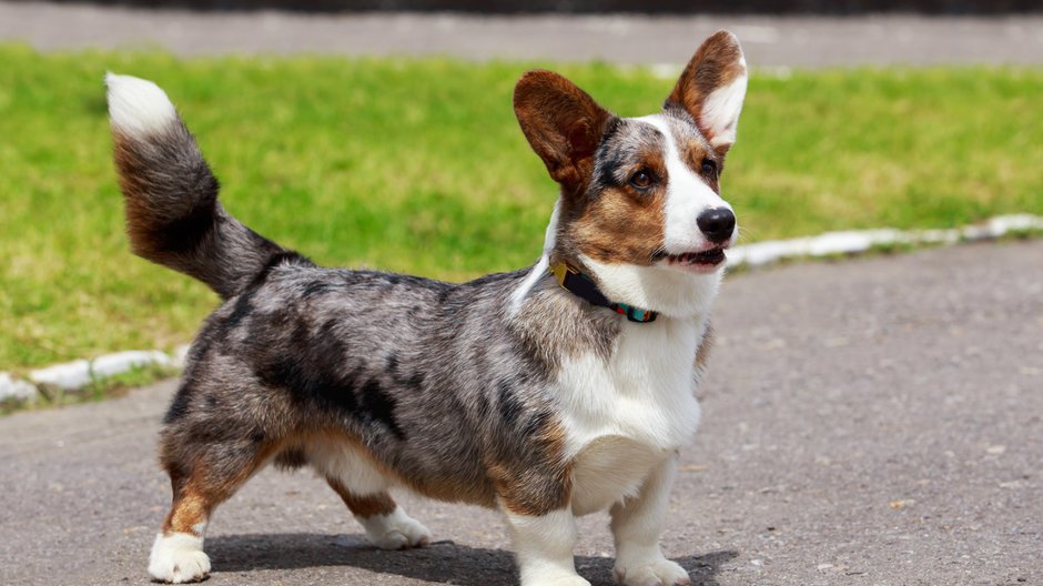 Welsh corgi cardigan - deviddo/stock.adobe.com