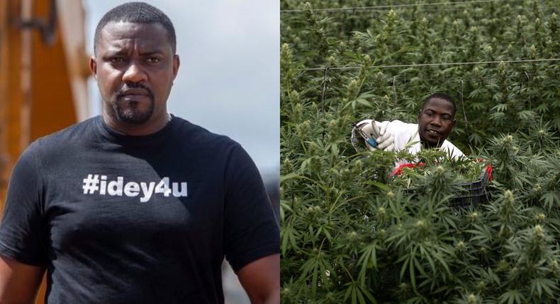 John Dumelo | A farmworker picks cannabis on November 10, 2020, in Kasese, Uganda | Luke Dray/Getty Images