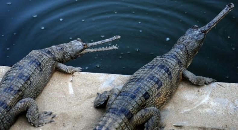 Gharials are close to extinction