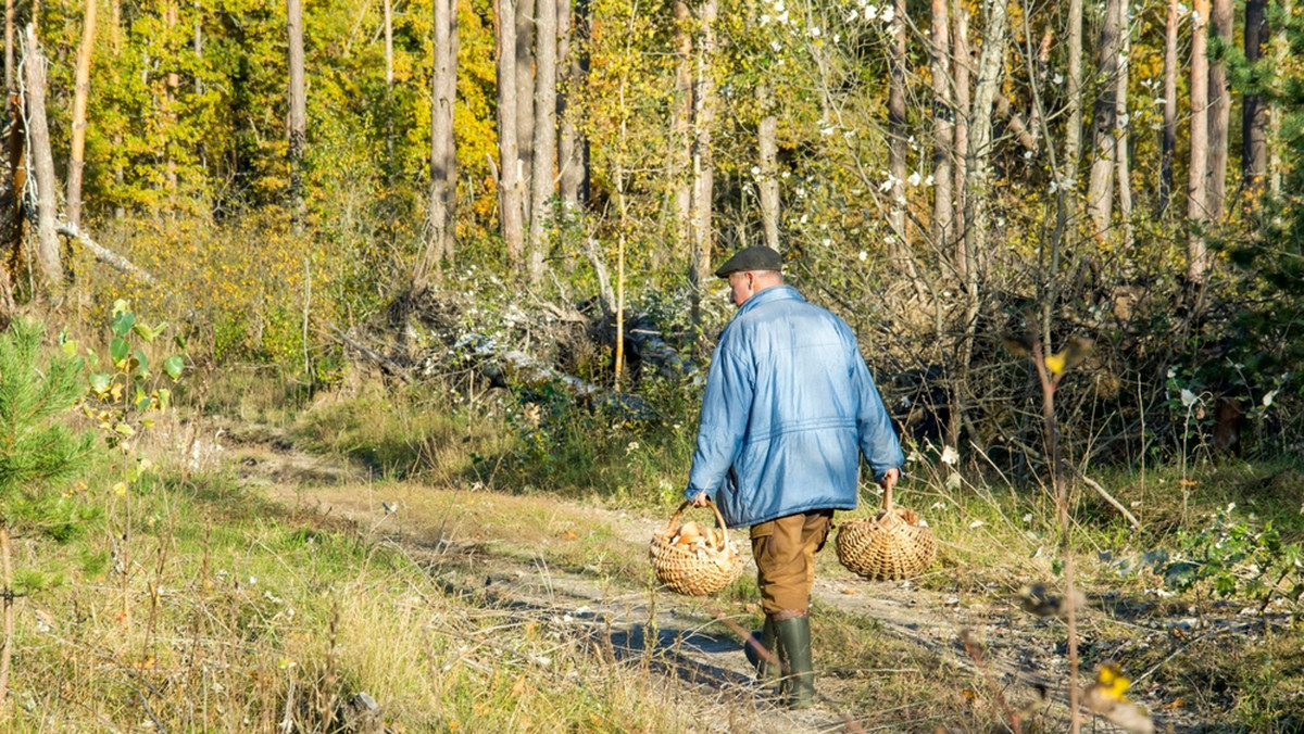 Grzybiarze muszą mieć się na baczności. Grozi im do nawet 5 tys. zł grzywny